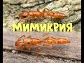 Мимикрия-искусство подражания