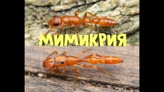 Мимикрия-искусство подражания