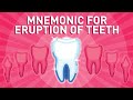 Eruption of teeth  mnemonic