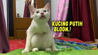 Bodoh Tapi LUCU.!😂 Inilah Kucing Putih Bloon Lucu yang Viral di Tiktok ~ Kucing Lucu Terbaru 2024