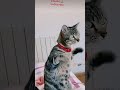 #funny #funnyvideo #cat #dogs #trending #viralvideo #shorts