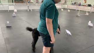 Monty Akc virtual rally excellent course 1