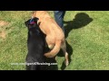Dog Training San Diego | Austin & Cali Dog Training San Diego | Austin & Cali