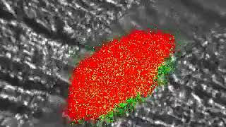 PDI Activity Required for Thrombus Formation