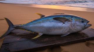 You Won’t Believe How Perfect This Tuna Cutting Is – So Clean It’s Unreal! 🔪🐟😱