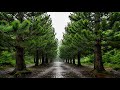 🌲🌧️ “Emerald Pine Rainstorm : Deep Forest Downpour ASMR”