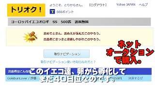 イエコの成長が速すぎる件。【ヨーロッパイエコオロギ】