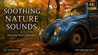 1963 Volkswagen Beetle in an Autumn Forest 🍂 | Relaxing Bird Sounds & 4K Live Wallpaper screenshot 5