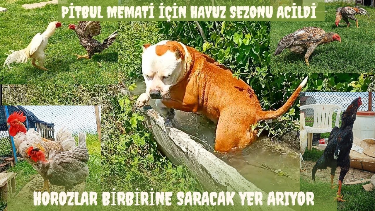Shamo Hünkar'dan Pitbull ve Süslüye Osmanlı tokadı, Memati'nin havuz Keyfi