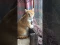 On and on we run away… #idkwhatimdoingwithmylife #antizoo #cat #vent #angst #fyp