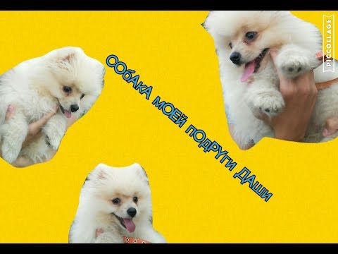 Download ♪Собачка у подруги Даши♪ Mp3 and Video ♪Собачка у подруги Даши♪