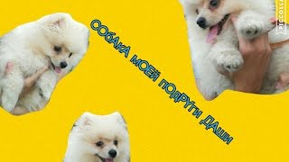 Download ♪Собачка у подруги Даши♪ Mp3 and Video ♪Собачка у подруги Даши♪