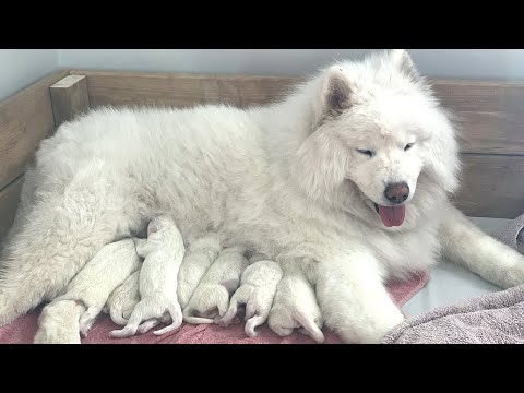 فيديو: تولد معلومات Samoyed