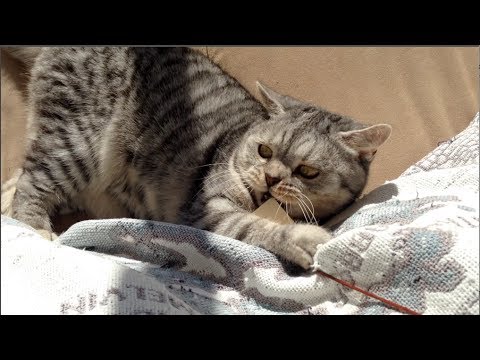 video phone beyonce mp3 Lazy fat killer beast cat