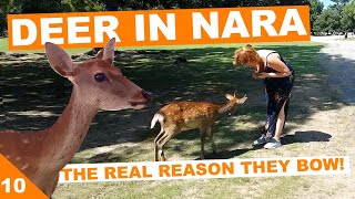 Nara 奈良 Japan Bowing Deer A Must Visit