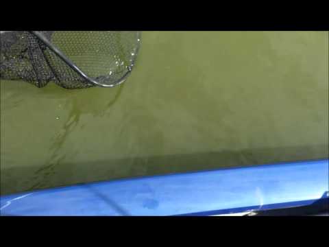 Ivan 3lb Catfish Fayette County Lake 9 4 2013