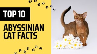 Top 10 Facts You Need to Know!  Unveiling the Mystery of Abyssinian Cats