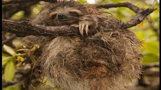 The Search For The Pygmy Three-Toed Sloth On Escudo