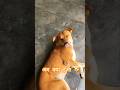 ये इंसान सोने भी नहीं देता 🤣 #justforlaughs #funny #doglove #subscribe @manfromhimalayan