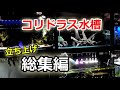 いろいろやったことをダイジェストに紹介!コリドラス水槽立ち上げ総集編