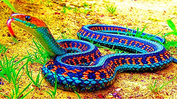 Top 10 Loài Động Vật Suýt Nữa Thì Tuyệt Chủng Trên Trái Đất | Bảng Xếp Hạng