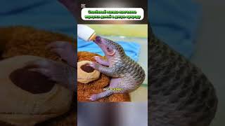 Пангалин #yotubeshorts #животные #животныешляйх #viral #змеявруках #дуэт #youtube #милота #animals