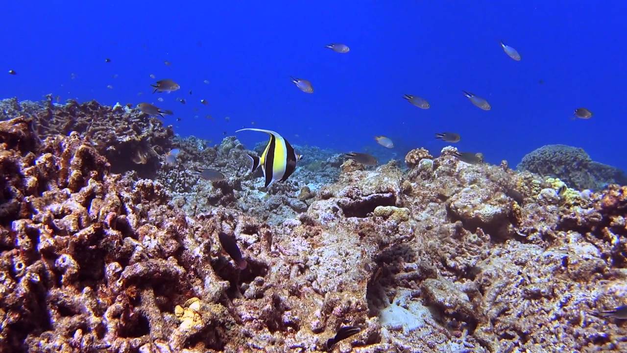 kerama Diving [2016.09.25]