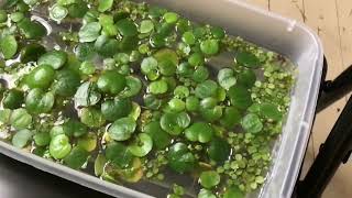 How I’m growing Amazon Frogbit plants Limnobium laevigatum