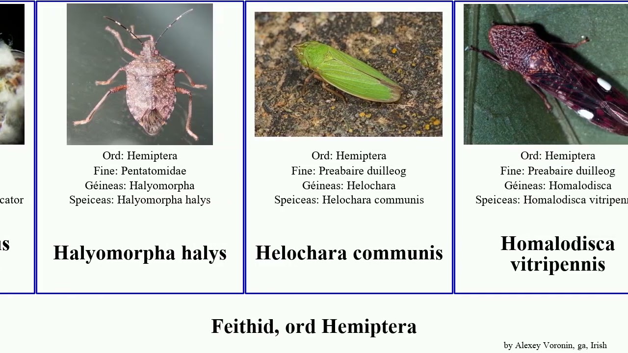 Feithid, ord Hemiptera uisce fríd míol insect occidentalis communis rosea americanus orientalis