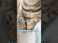 Всегда удивляли люди #котикисмешные #cat #коти #тренд #жизнь #юмор #кіт #кот #кошеня #работа #топ