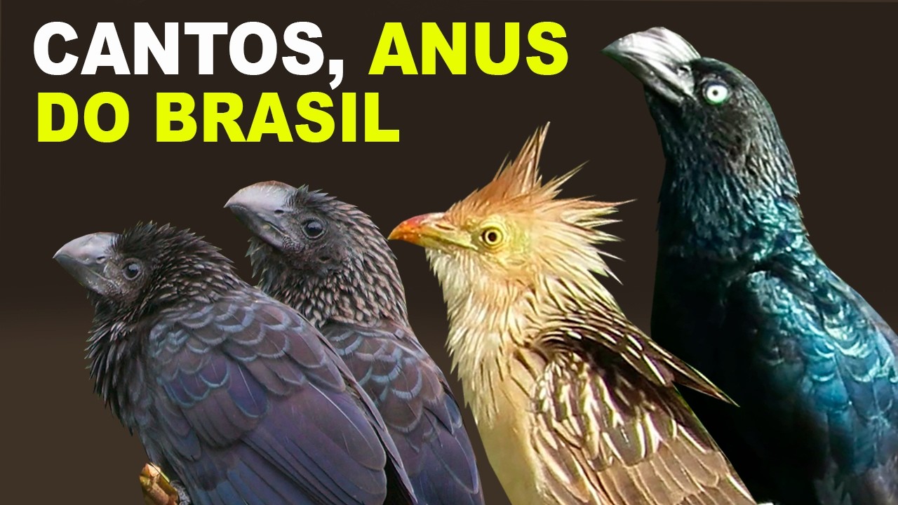 CANTOS DOS ANUS | ANU-BRANCO, ANU-COROCA, ANU-PRETO | CANTOS de AVES