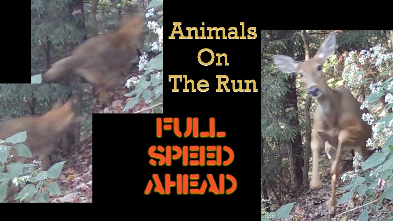 Animals On The Run (Trail Edition)