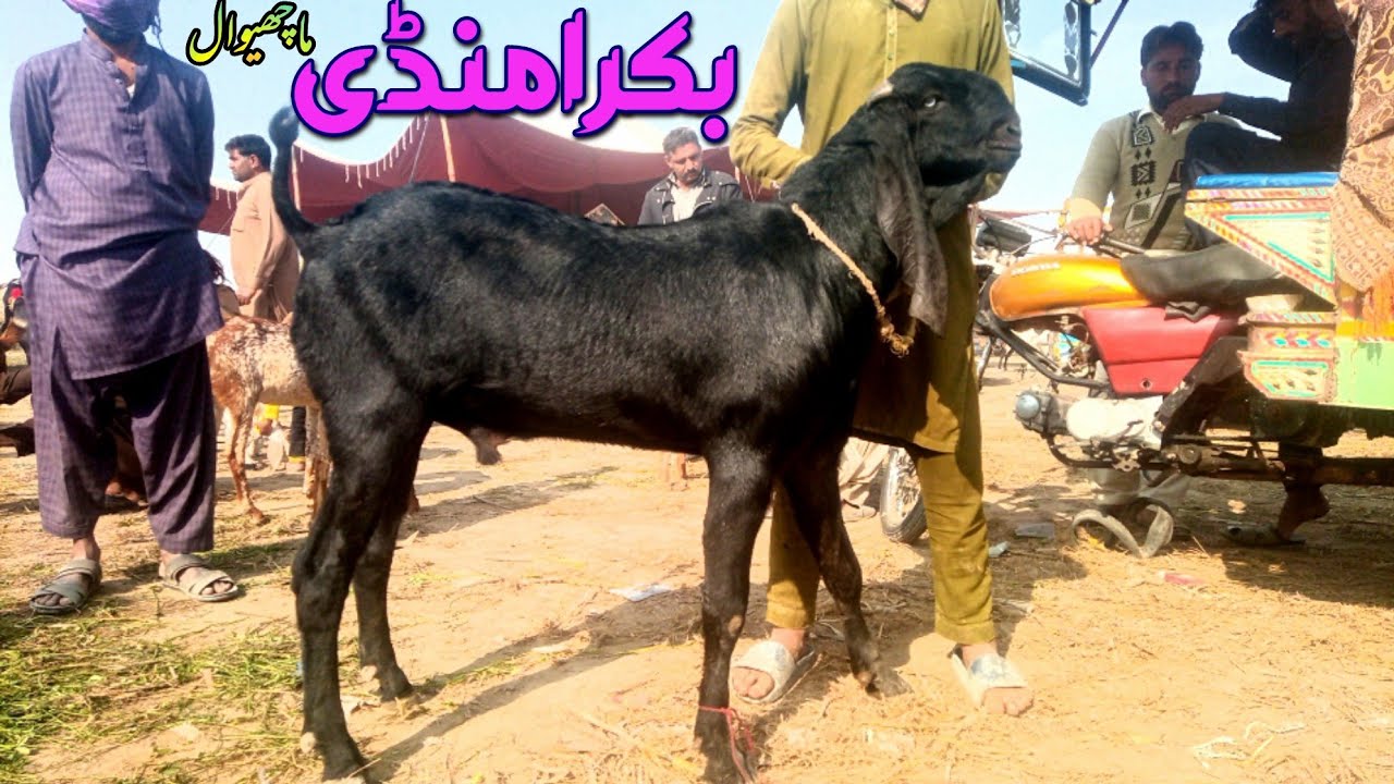 |29-11-2024|Machiwal Bakra Mandi rates|Burewala|