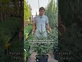 Декоративные деревья для вашего сада. Декоративные деревья для вашей территории. Украшаем дачи