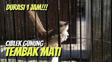MASTERAN CIBLEK GUNUNG GACOR TEMBAK MATI DURASI 1 JAM