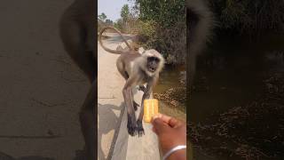 Langur Walked on the Wall for Biscuit 😳🍪!