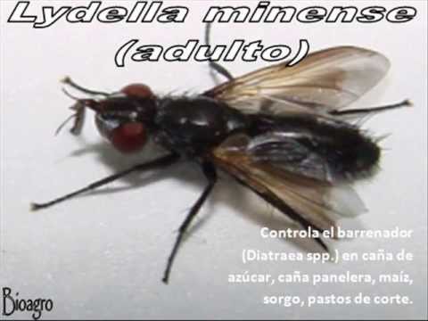 Control biológico de insectos: Videos