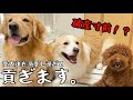 【給付金】犬のために高級ペットマットを買ったのに、阻止されます。【ボーダーコリー】