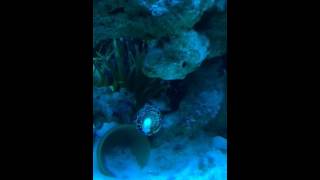 Eel and clown fish