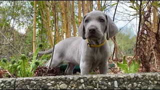 Die Weimaraner Welpen  Woche 7 im Welpenpark