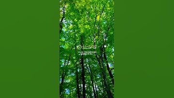 سوره الاخلاص#اكسبلور #تلاوةخاشعة #القران #الكريم #اكسبلور