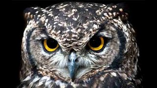 Lagu anak Burung hantu - maulana indra