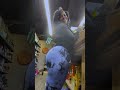 TikTok Bae 2026 01 15 