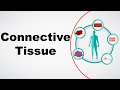 Building Connections: The Role of Connective Tissue in the Human Body