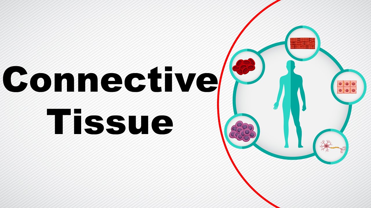 Structure And Function Of Connective Tissue | Animal Tissue | Biology | Letstute