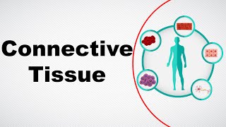 Structure and Function of Connective Tissue | Animal Tissue | Biology | Letstute