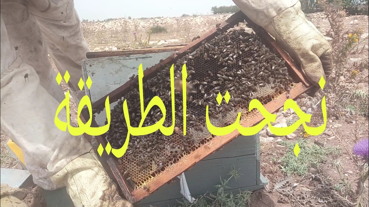 نتائج طريقتي في تطبيق طريقة ديماري في مرعى ضعيف بعد خمسة عشر يوما