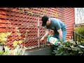 Planting an Espalier Apple Tree in the Secret Garden