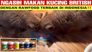 KUCING SEHAT MAKANNYA JAMSEMBILAN RAWFOOD ‼ | RAWFOOD TERBAIK ‼