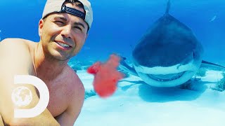 Does Blood Drive Sharks Wild? | Shark Week